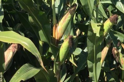 MC238玉米种简介,种植密度每亩4500株左右