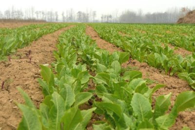 莴笋的种植方法,春季和秋季均可种植