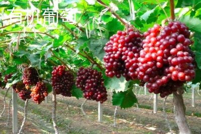黑龙江省海林市的特产，素有“林海雪原”、“中国雪乡”等美称