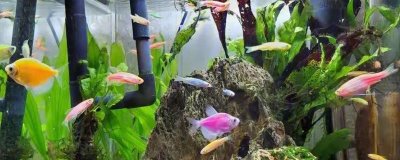 新鱼入缸的注意事项,消毒和过温很关键