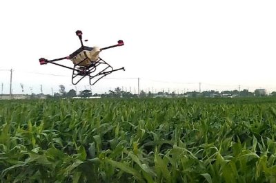 打芦苇用什么药,通常用草甘膦、草铵膦、硝•烟•莠去津等