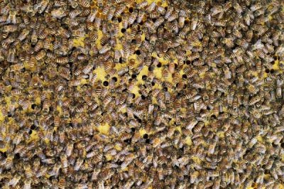 海南中蜂品种介绍，群势较小但具有较强的采集能力