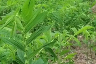 玉竹的价格,一斤鲜货需要22-25元左右