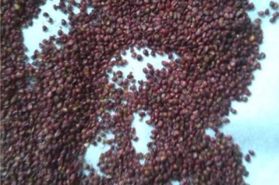 草莓种子的种植方法,在5-6月的成熟果实中采种