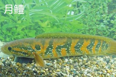 黑鱼有哪些品种，是常见的肉食性淡水鱼类