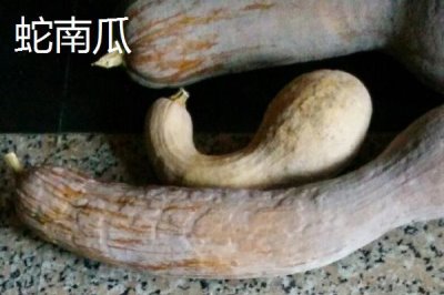 我国有哪些本土南瓜品种,蜜本南瓜可抗病毒病