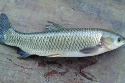 草鱼能不能长到40斤，可以长到40斤但不多见