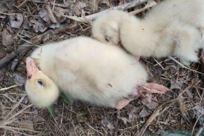 小鹅拉水便的原因,可能是得了白痢病