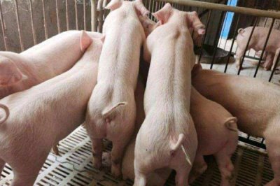 猪吃哪种饲料长得快,饲料应多样且营养全面
