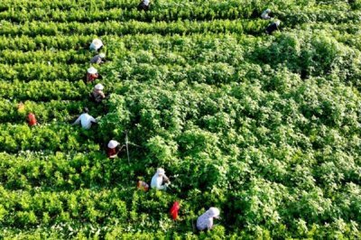 白术苗前除草剂的的选择,氟乐灵乳油和草胺乳油适合播种前除草