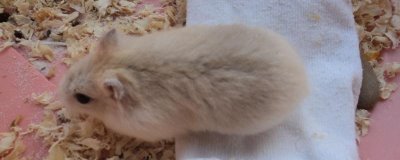 仓鼠怎么降火,一定要立刻调整饮食