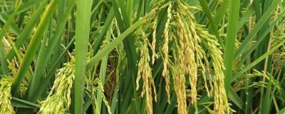 缘两优丝苗水稻种子介绍,大田每亩用种量0.75公斤