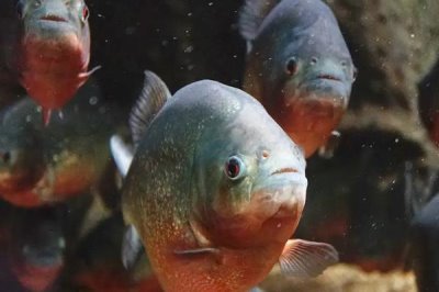 红鲳鱼的产地,红鲳鱼产自美洲