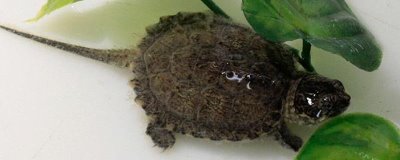 拟鳄龟最大能长到什么程度,人工饲养体长可达到30-45厘米左右