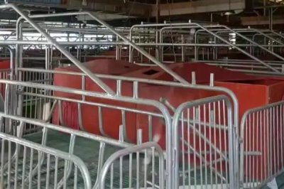 猪圈的冲洗方法,洗衣粉浸泡后再冲洗