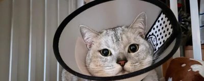 养猫会用到哪些家庭护理用品,体重秤、脖圈、体温计等物品经常使用