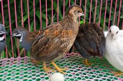 芦丁鸡在室内养有没有细菌,有细菌所以要定期通风换气