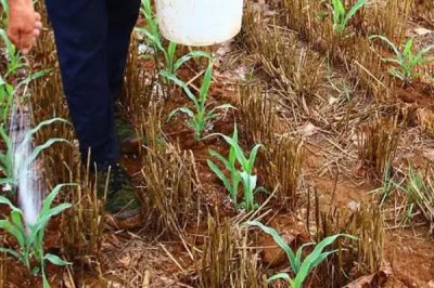 玉米的追肥时间,不同生长阶段的需肥量不同