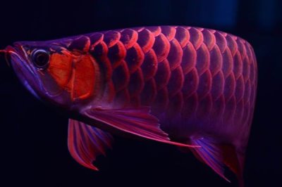 宝石金龙鱼好不好养,饲养难度不大