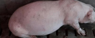 猪胀气如何处理,可用石蜡油加温水灌服