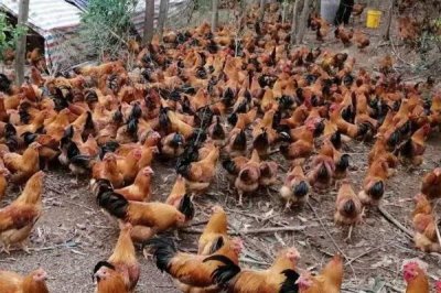 养鸡喂什么食物,肉虫、蚯蚓、黄粉虫等都是很好的食物