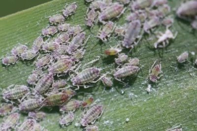 花生虫害类型，蛴螬、棉铃虫、蚜虫等害虫较常见