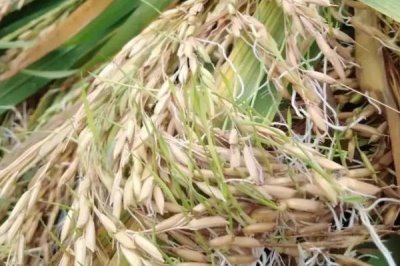 水稻穗发芽原因以及怎么预防，休眠期较短的品种容易出现发芽情况
