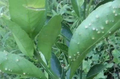 牛油果常见的病害及防治方法，常见病害有斑点病、小穴壳果腐病等