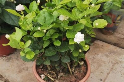 如何扦插茉莉花可提高成活率，使用疏松肥沃的土壤有助于植株生根