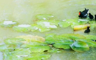 养殖鲤鱼的注意事项,在放养之前要整理好池塘