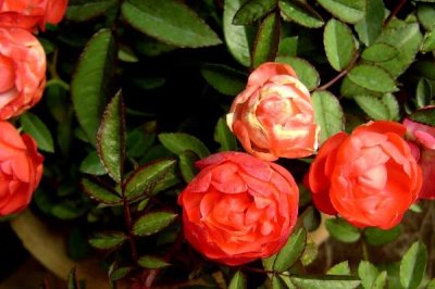 钻石玫瑰的花语是什么,花语是爱情的永恒与珍贵