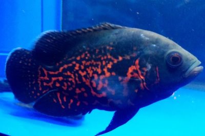 地图鱼耗氧量大不大,消耗量比其它鱼类要大