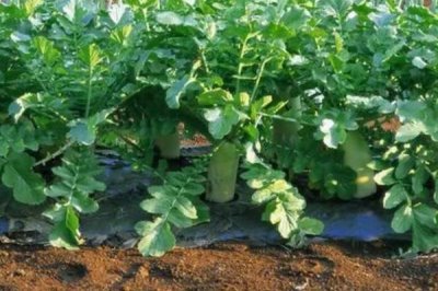 白萝卜施什么肥料,可以施用氮磷钾肥