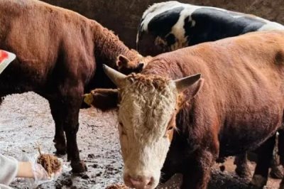 牛犊拉黄稀屎怎么处理，可根据体重喂敌百虫