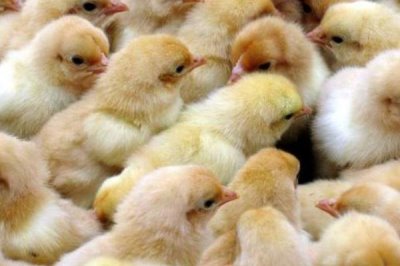 散养土鸡成本,饲养一只土鸡纯利在10元-20元