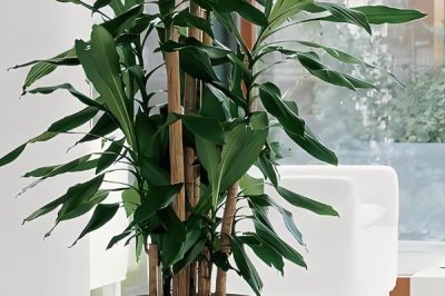 香龙血树的寓意,寓意着长寿