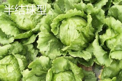 生菜的品种，分为散叶型、半结球型和结球形