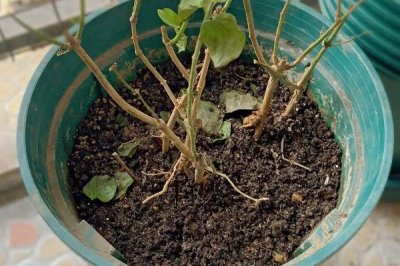 茉莉的种植方法,是一种攀援灌木植物