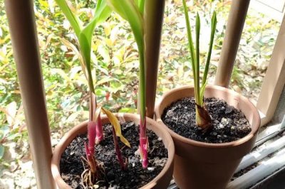 铃兰花苗的价格,因规格不同而有所差异