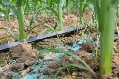 玉米高产应该如何施肥，每个生长时期需要养分比例不同