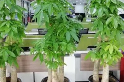 摆放发财树的禁忌，不可放在横梁下、茶几旁、卫生间等地方