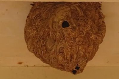 马蜂窝怎么安全处理，试试这4种方法
