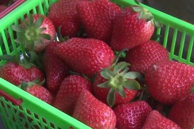 辽宁省锦州市有哪些特色水果,包括北镇葡萄、银白杏、锦州苹果等种类