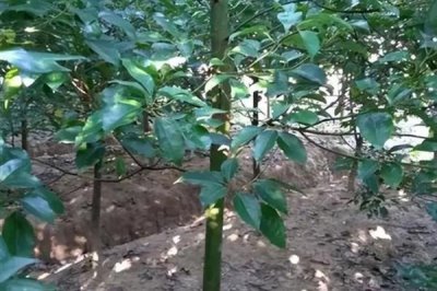 龙脑樟的繁殖方法,可扦插也可采用组培法