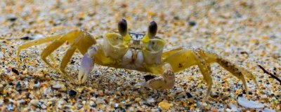 河蟹的价格,一斤需要10-35元左右