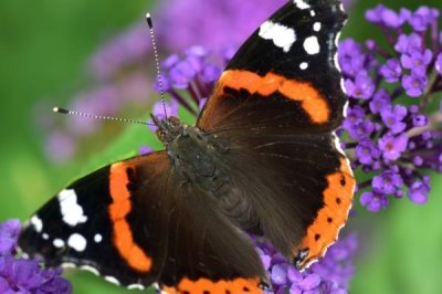 蝴蝶有什么特点和本领,色彩鲜艳且可以给花授粉