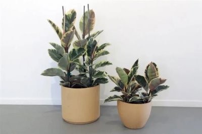 怎么养橡皮树，幼株每隔一年更换一次盆土