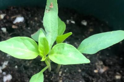 朝天椒播种前后管理方法，常在夏季进行播种