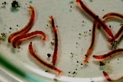 怎么在室内养殖红虫，每隔7-10天换一次水