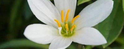 白兰花和玉兰花的区别,科属、形态、产地等均不同